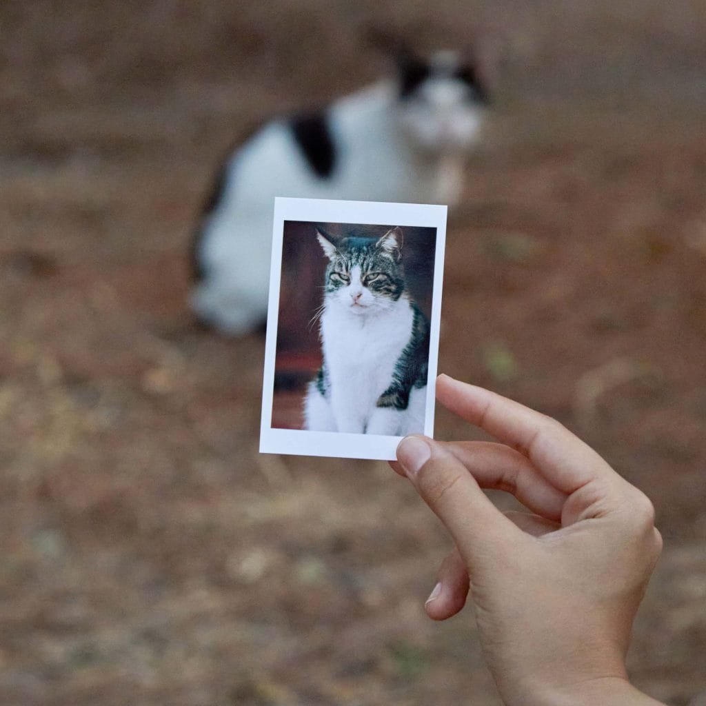7x10cm fotokart baskı örnekleri masa üstünde